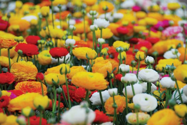 Mixed Ranunculus-10 Bulbs — view details