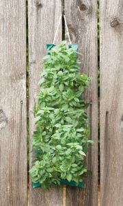 Organic Vertical Garden "Large Leaf Basil" (Jardin Organico Vertical "hoja grande de albahaca") — view details