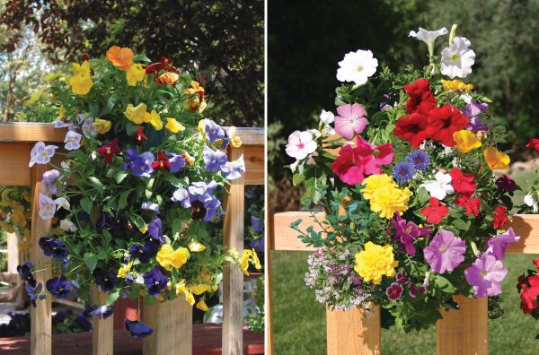 Two Sun-Loving Saddlebag Seed Kits Mixed Pansy & Mixed Butterfly -2 Seed Kits — view details