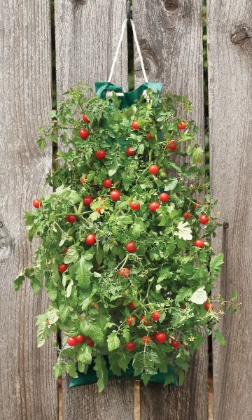 Hanging Cherry Tomato Kit — view details