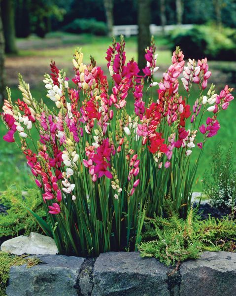 Mixed Ixia - 20 Bulbs — view details