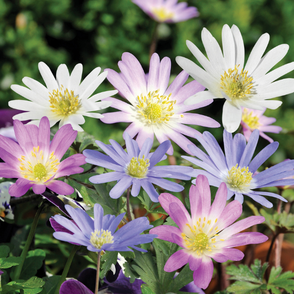 Mixed Anemone Blanda-15 Bulbs — view details