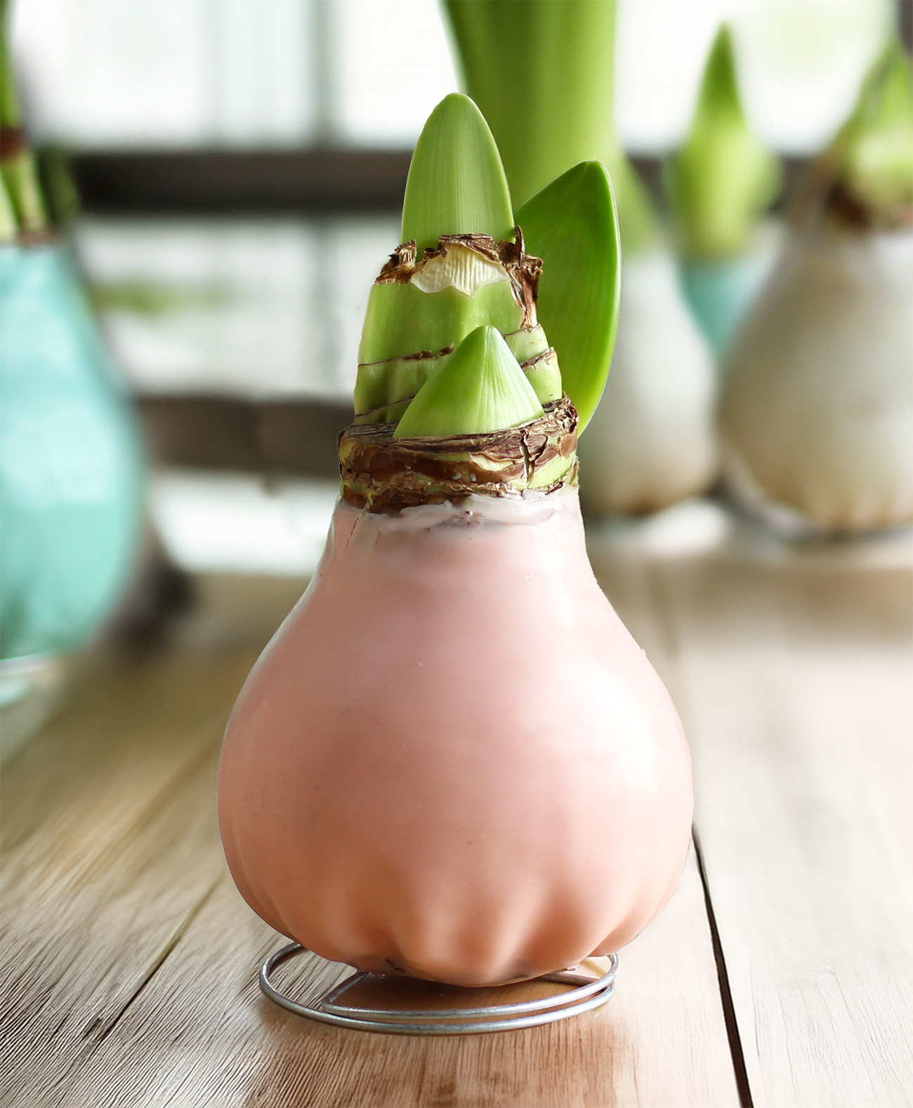 "No-Effort" Bloom: Pastel Pink Waxed Amaryllis — view details