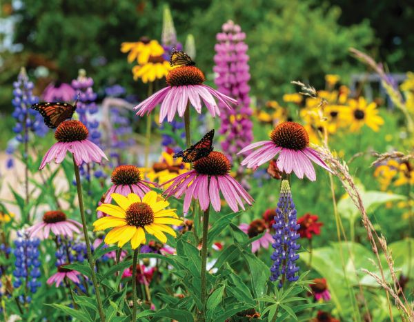 Hummingbird & Butterfly Garden Jumbo Seed Packet — view details