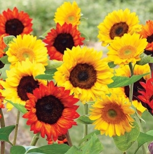Sunflower Garden Mat