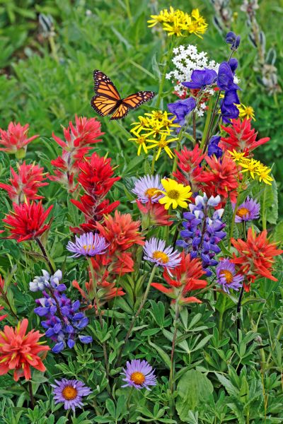 Monarch Butterfly Sanctuary Flower Garden  – 1 Mat — view details