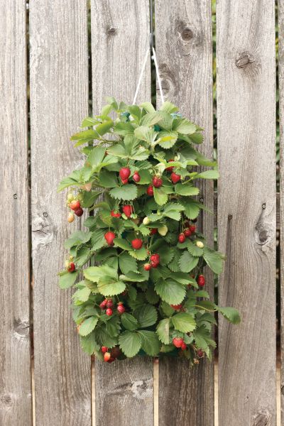 Hanging Strawberry Kit-1 Kit (10 Plants) — view details