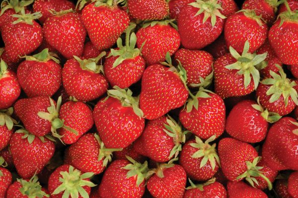 Everbearing Strawberries-10 Plants — view details