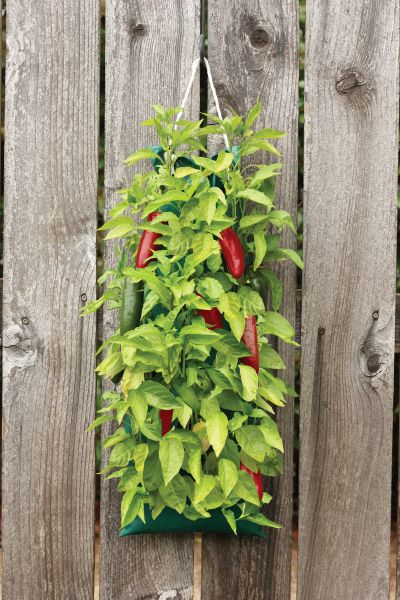 Organic Vertical Garden “Jalapeno Pepper” — view details