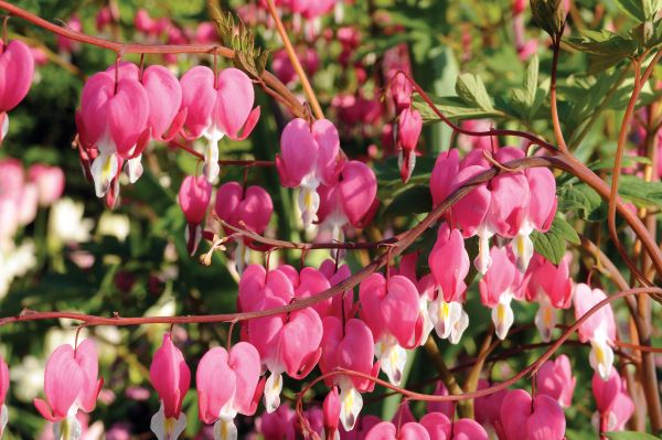 Bleeding Hearts-1 Root Division — view details