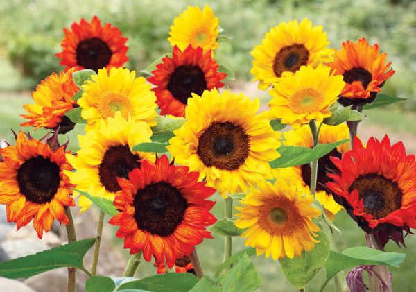 Sunflower Seed Mat — view details