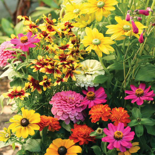 Butterfly Garden Seed Matt — view details
