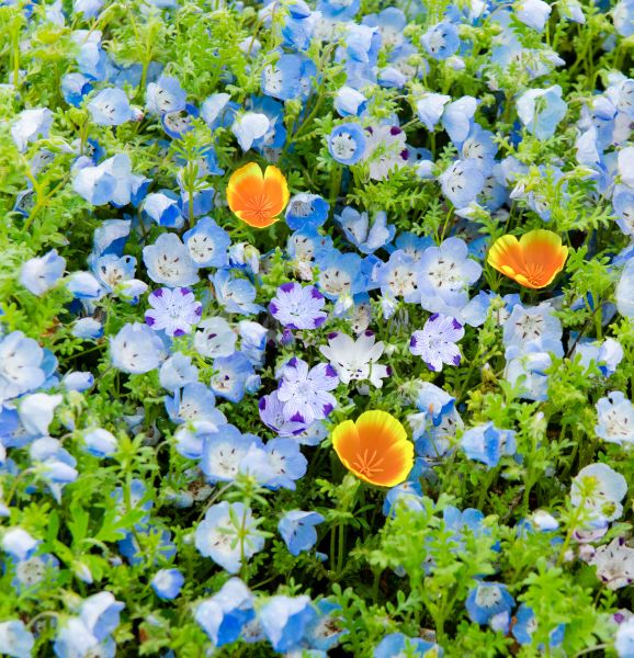 BloomScape Floral Ground Cover Mix – 1 Mat — view details