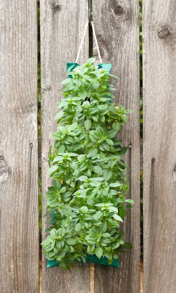 Organic Vertical Garden “Large Leaf Basil” — view details