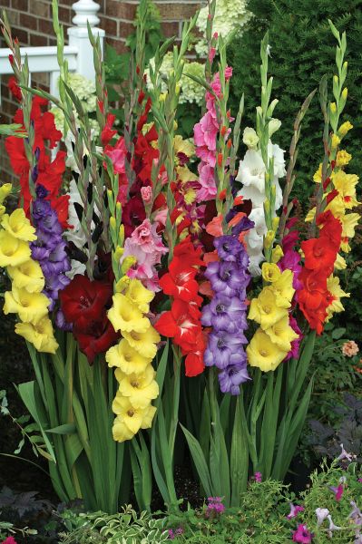 Mixed Gladiolus-15 Bulbs — view details
