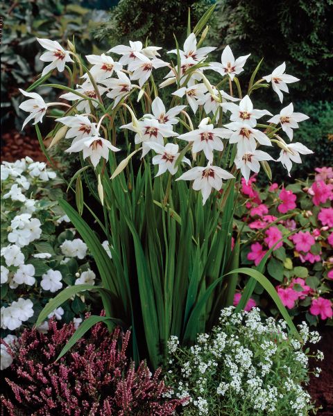 Orchid Glads-8 Bulbs — view details