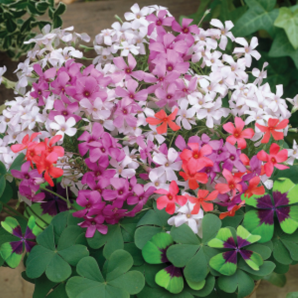 Colorfest Collection-80 Bulbs — view details