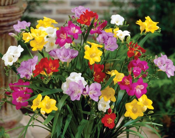 Mixed Freesia-15 Bulbs — view details