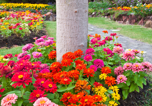 Rainbow Dwarf Zinnia Flower tree ring – 1 Mat — view details